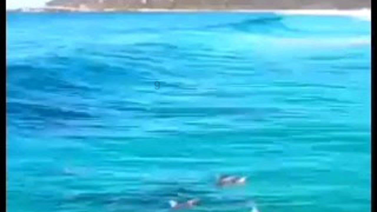 侍忍者